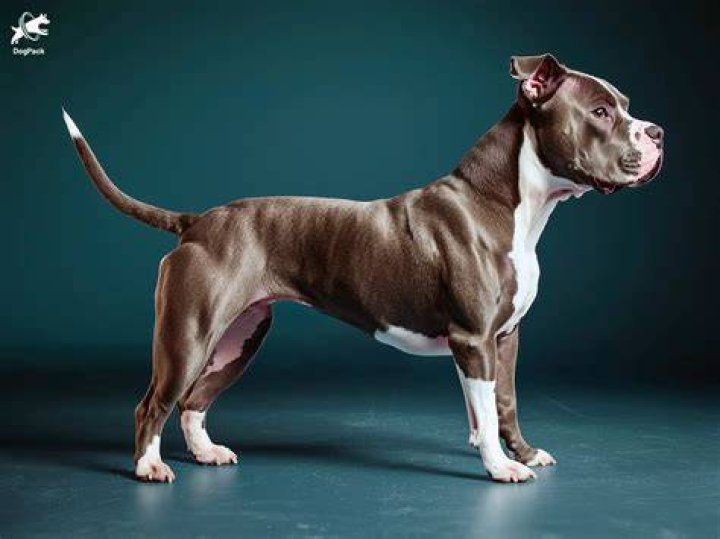 Pitbull 1